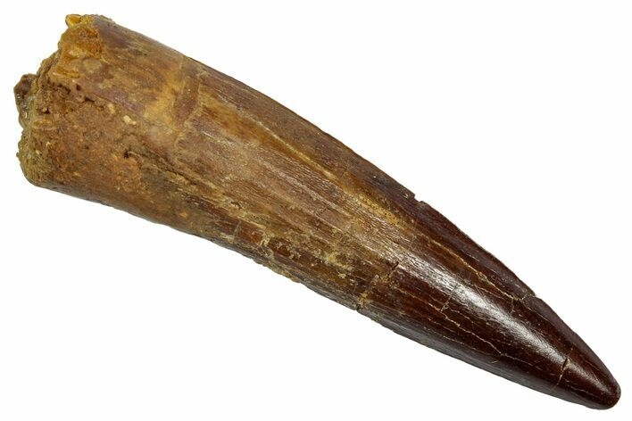 Fossil Spinosaurus Tooth - Real Dinosaur Tooth #345429